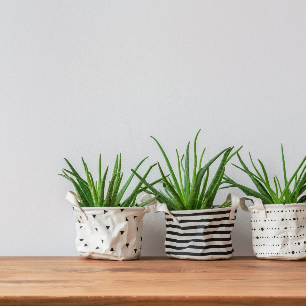 Pots de plantes cuisine